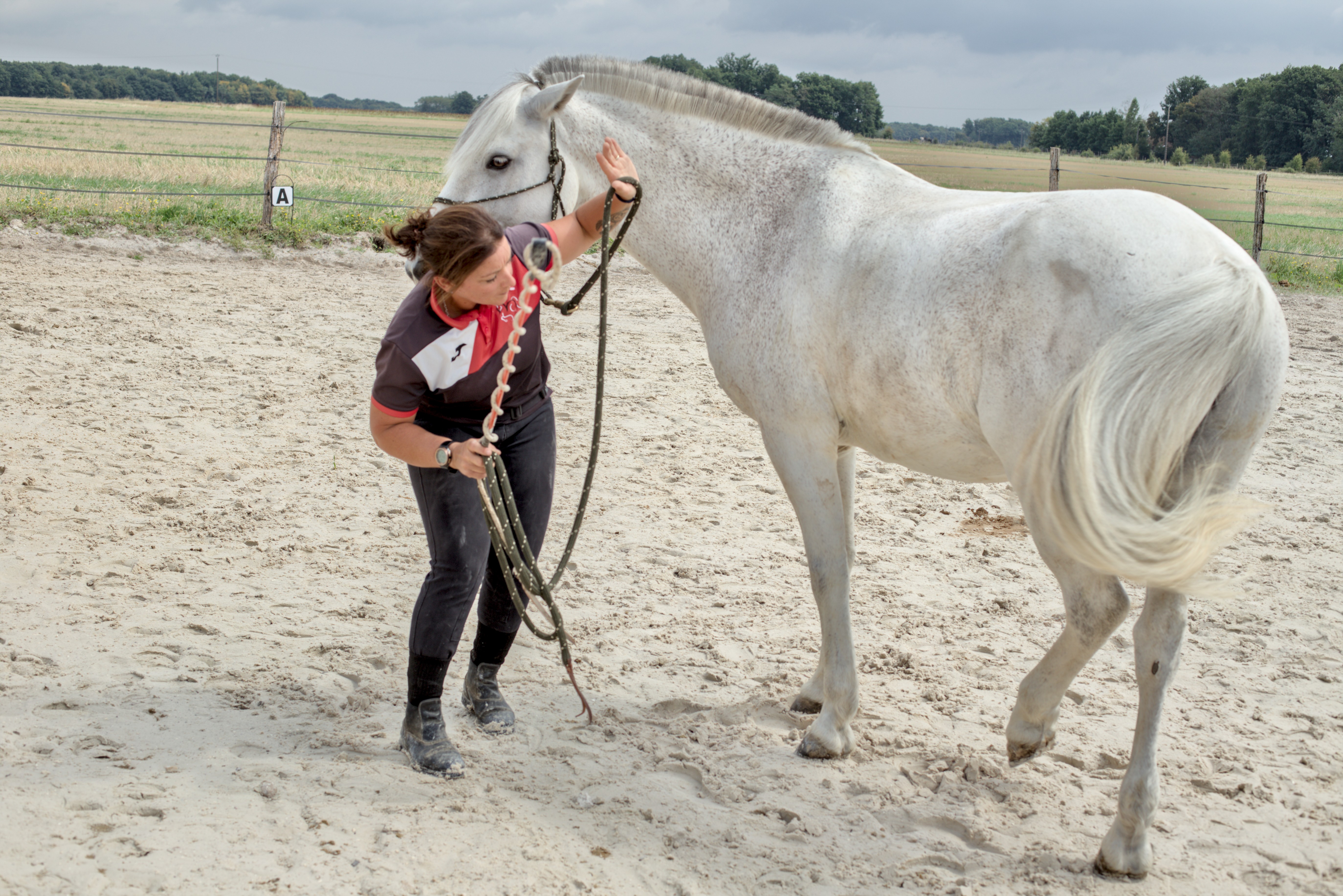 Capter l’attention du cheval en contrôlant ses pieds